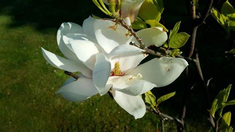 玉蘭花開花|玉蘭花的花期多久，一年開幾次、藥用與經濟價值並存